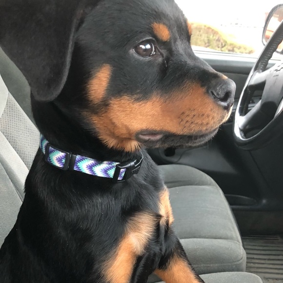 ❤️WHY YOU FOLLOW & SHARE 🐶❤️New listing Comments or chat♥️See 2nd Slide❤️ - Picture 10 of 17